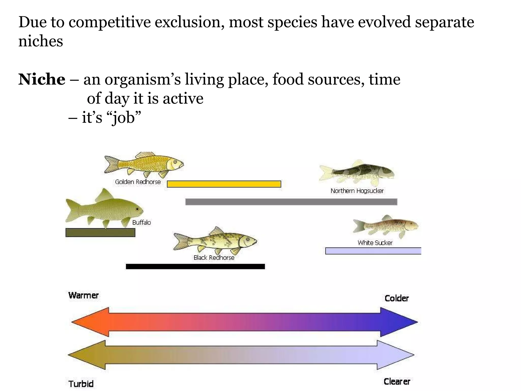 Due to competitive exclusion, most species have evolved separate niches Niche  – an organism’s living place, food sources, time  of day it is active –  it’s “job” 