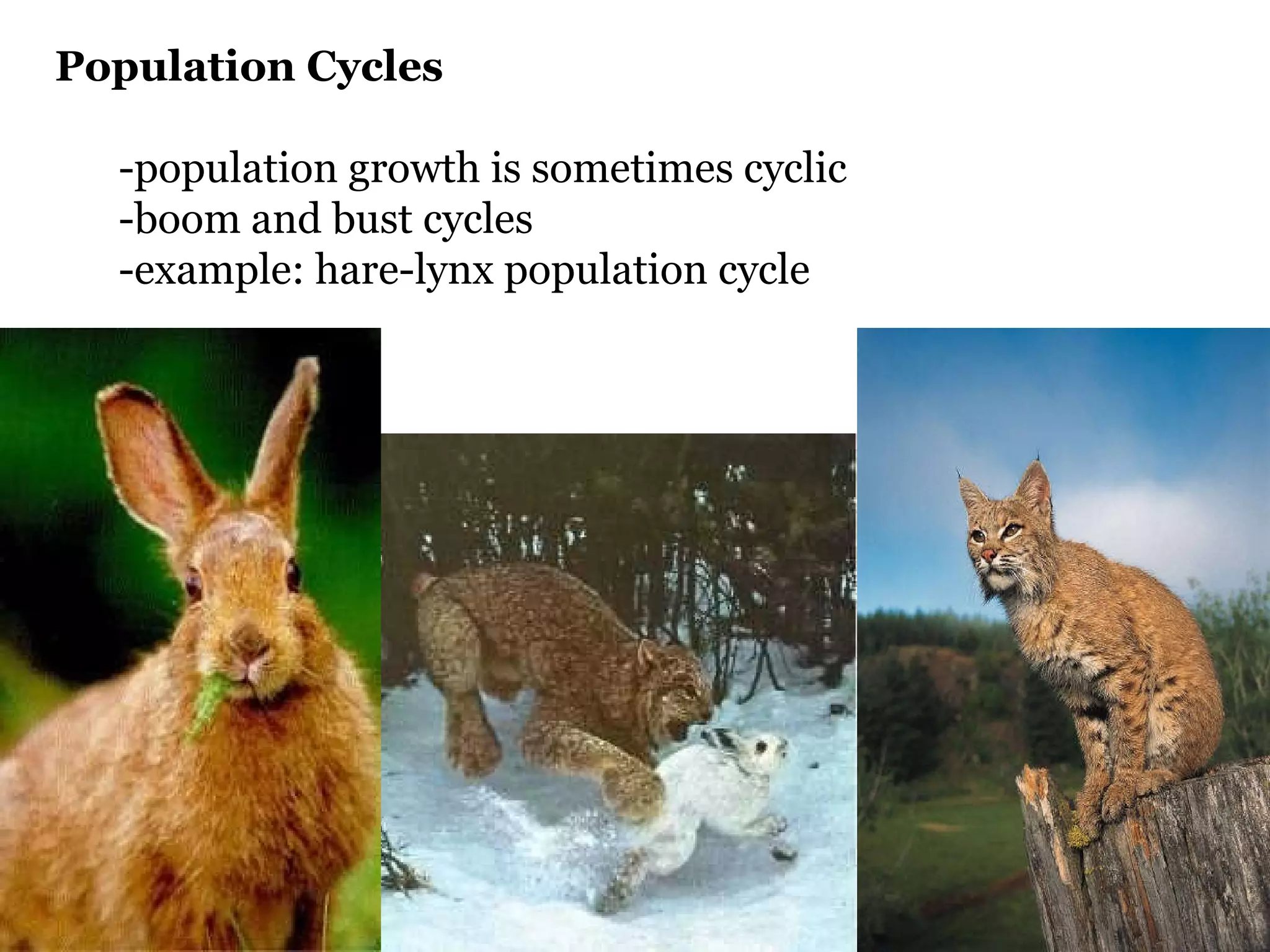 Population Cycles -population growth is sometimes cyclic -boom and bust cycles -example: hare-lynx population cycle 