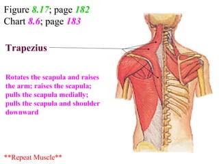Figure 8.17; page 182
Chart 8.6; page 183
Function?
?Trapezius
Rotates the scapula and raises
the arm; raises the scapula;
pulls the scapula medially;
pulls the scapula and shoulder
downward
**Repeat Muscle**
 