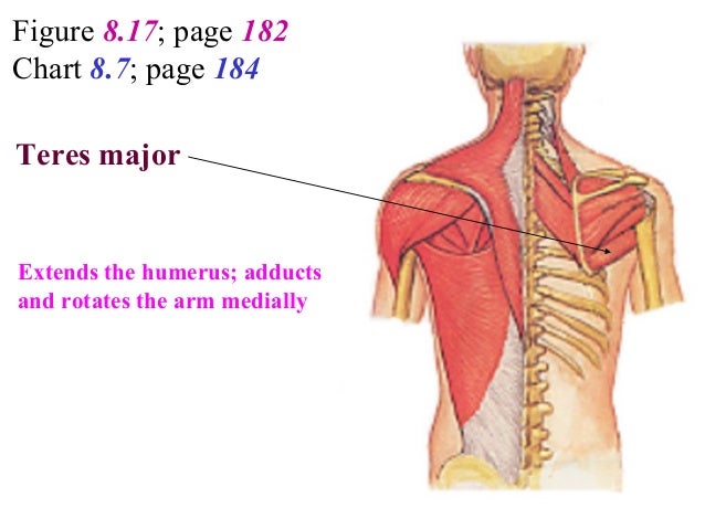 3 Posterior Shoulder Back 1