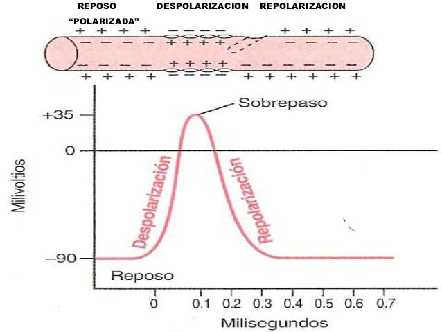 Resultado de imagen para potencial de membrana en reposo
