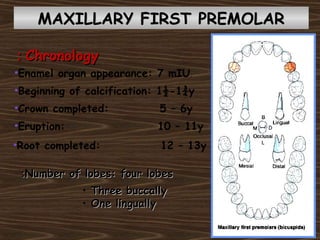 MAXILLARY FIRST PREMOLARMAXILLARY FIRST PREMOLAR
ChronologyChronology::
•Enamel organ appearance: 7 mIU.
•Beginning of calcification: 1½-1¾y
•Crown completed: 5 – 6y
•Eruption: 10 – 11y
•Root completed: 12 – 13y
Number of lobes: four lobesNumber of lobes: four lobes::
• Three buccallyThree buccally
• One linguallyOne lingually
 