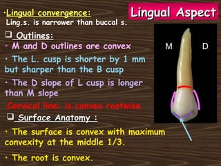 • The surface is convex with maximum
convexity at the middle 1/3.
• The root is convex.
 Outlines:
• M and D outlines are convex
• The L. cusp is shorter by 1 mm
but sharper than the B cusp
• The D slope of L cusp is longer
than M slope
M D
Cervical line: is convex rootwise.
 Surface Anatomy :Surface Anatomy :
Lingual AspectLingual Aspect•Lingual convergence:
Ling.s. is narrower than buccal s.
 