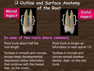 In case of two roots (more common).
MesialMesial
AspectAspect
DistalDistal
AspectAspect
Root trunk about half the
root length.
Root trunk is longer as
bifurcation is near apical 1/3
Surface is smooth and convex
except deep developmental
depression below bifurcation
that continue with the mesial
dep. on the crown.
Surface is smooth and
convex except shallow
devlop. depr. on the root
trunk
 Outline and Surface AnatomyOutline and Surface Anatomy
of the Rootof the Root
 