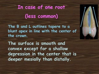 In case of one root
(less common)
The B and L outlines tapere to a
blunt apex in line with the center of
the crown.
The surface is smooth and
convex except for a shallow
depression in the center that is
deeper mesially than distally.
 