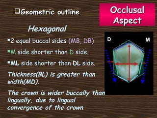OcclusalOcclusal
AspectAspect
Hexagonal
2 equal buccal sides (MB, DB)
M side shorter than D side.
ML side shorter than DL side.
Thickness(BL) is greater than
width(MD).
The crown is wider buccally than
lingually, due to lingual
convergence of the crown
MD
Geometric outlineGeometric outline
 