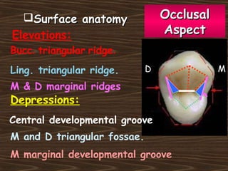 Surface anatomySurface anatomy
Elevations:
Bucc. triangular ridge.
Ling. triangular ridge.
M & D marginal ridges
Depressions:
Central developmental groove
M and D triangular fossae.
M marginal developmental groove
OcclusalOcclusal
AspectAspect
MD
 