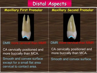 DMR more cervical than MMR
CA cervically positioned and
more buccally than MCA.
Smooth and convex surface.
DMR more cervical than MMR
CA cervically positioned and
more buccally than MCA.
Smooth and convex surface
except for a small flat area
cervical to contact area.
Maxillary First Premolar Maxillary Second Premolar
Distal AspectsDistal Aspects
 
