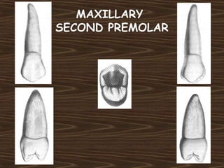 MAXILLARY
SECOND PREMOLAR
 