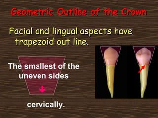 Geometric Outline of the CrownGeometric Outline of the Crown
Facial and lingual aspects haveFacial and lingual aspects have
trapezoid out line.trapezoid out line.
The smallest of the
uneven sides

cervically.
 