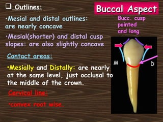 Contact areas:
•Mesially and Distally: are nearly
at the same level, just occlusal to
the middle of the crown.
Cervical line:
•convex root wise.
M
Bucc. cusp
pointed
and long
Buccal AspectBuccal Aspect Outlines:
•Mesial and distal outlines:
are nearly concave
•Mesial(shorter) and distal cusp
slopes: are also slightly concave
D
 