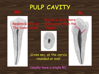 PULP CAVITYPULP CAVITY
Buccal p. horn: more
pronounced than the
lingual.
Cross sec. at the cervix:
rounded or oval
BLMD
Usually have a single RC
Resemble that of
The lower canine
 