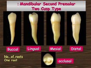 Mandibular Second PremolarMandibular Second Premolar::
Two Cusp TypeTwo Cusp Type
BuccalBuccal LingualLingual MesialMesial
occlusalocclusal
DistalDistal
No. of rootsNo. of roots
One rootOne root
 