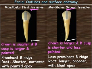 Facial Outlines and surface anatomyFacial Outlines and surface anatomy
Crown is smaller & B
cusp is longer &
pointed
Prominent B ridge Less prominent B ridge
Crown is larger & B cusp
is shorter and less
pointed
Root: Shorter, narrower
with pointed apex
Root: longer, broader,
with blunt apex
Mandibular First Premolar Mandibular Second Premolar
 