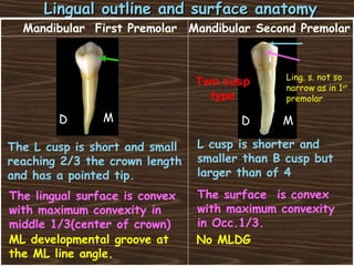Lingual outline and surface anatomyLingual outline and surface anatomy
The lingual surface is convex
with maximum convexity in
middle 1/3(center of crown)
The L cusp is short and small
reaching 2/3 the crown length
and has a pointed tip.
ML developmental groove at
the ML line angle.
Two cusp
type
L cusp is shorter and
smaller than B cusp but
larger than of 4
The surface is convex
with maximum convexity
in Occ.1/3.
No MLDG
Mandibular First Premolar Mandibular Second Premolar
Ling. s. not so
narrow as in 1st
premolar
MD D M
 