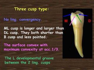 Three cusp type:Three cusp type:
ML cusp is longer and larger than
DL cusp. They both shorter than
B cusp and less pointed.
DM
The surface convex with
maximum convexity at occ.1/3.
The L developmental groove
between the 2 ling. cusps
No ling. convergency.
 