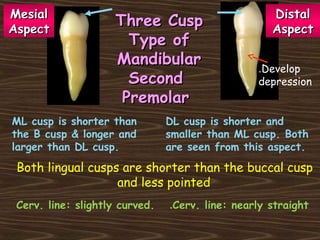 Three CuspThree Cusp
Type ofType of
MandibularMandibular
SecondSecond
PremolarPremolar
ML cusp is shorter than
the B cusp & longer and
larger than DL cusp.
DL cusp is shorter and
smaller than ML cusp. Both
are seen from this aspect.
Both lingual cusps are shorter than the buccal cusp
and less pointed
MesialMesial
AspectAspect
DistalDistal
AspectAspect
Develop.
depression
Cerv. line: slightly curved. Cerv. line: nearly straight.
 