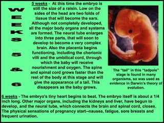 5 weeks - At this time the embryo is
still the size of a raisin. Low on the
sides of the head are two folds of
tissue that will become the ears.
Although not completely developed,
all the major body organs and systems
are formed. The neural tube enlarges
into three parts, that will soon to
develop to become a very complex
brain. Also the placenta begins
functioning, including the chorionic
villi and the umbilical cord, through
which the baby will receive
nourishment and oxygen. The spine
and spinal cord grows faster than the
rest of the body at this stage and will
give the appearance of a tail. This
disappears as the baby grows.
6 weeks - The embryo's tiny heart begins to beat. The embryo itself is about a 1/4
inch long. Other major organs, including the kidneys and liver, have begun to
develop, and the neural tube, which connects the brain and spinal cord, closes.
The physical sensations of pregnancy start--nausea, fatigue, sore breasts and
frequent urination.
The “tail” in this “tadpole”
stage is found in many
organisms, so was used as
evidence in Darwin’s theory of
evolution.
 