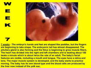 7 weeks - The embryo's hands and feet are shaped like paddles, but the fingers
are beginning to take shape. The embryonic tail has almost disappeared. The
pituitary gland is also forming and the fetus is beginning to grow muscle fibers.
The heart has divided into the right and left chambers and is beating about 150
beats a minute which is about twice the rate of an adult. The baby's facial
features are visible, including a mouth and tongue. The eyes have a retina and
lens. The major muscle system is developed, and the baby starts to practice
moving. The baby has its own blood type and the blood cells are produced by
the liver now instead of the yolk sac.
 
