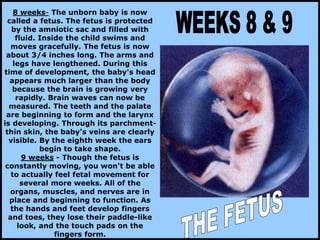 8 weeks- The unborn baby is now
called a fetus. The fetus is protected
by the amniotic sac and filled with
fluid. Inside the child swims and
moves gracefully. The fetus is now
about 3/4 inches long. The arms and
legs have lengthened. During this
time of development, the baby's head
appears much larger than the body
because the brain is growing very
rapidly. Brain waves can now be
measured. The teeth and the palate
are beginning to form and the larynx
is developing. Through its parchment-
thin skin, the baby's veins are clearly
visible. By the eighth week the ears
begin to take shape.
9 weeks - Though the fetus is
constantly moving, you won't be able
to actually feel fetal movement for
several more weeks. All of the
organs, muscles, and nerves are in
place and beginning to function. As
the hands and feet develop fingers
and toes, they lose their paddle-like
look, and the touch pads on the
fingers form.
 