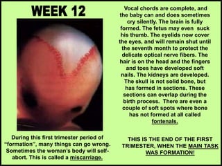 Vocal chords are complete, and
the baby can and does sometimes
cry silently. The brain is fully
formed. The fetus may even suck
his thumb. The eyelids now cover
the eyes, and will remain shut until
the seventh month to protect the
delicate optical nerve fibers. The
hair is on the head and the fingers
and toes have developed soft
nails. The kidneys are developed.
The skull is not solid bone, but
has formed in sections. These
sections can overlap during the
birth process. There are even a
couple of soft spots where bone
has not formed at all called
fontenals.
THIS IS THE END OF THE FIRST
TRIMESTER, WHEN THE MAIN TASK
WAS FORMATION!
During this first trimester period of
“formation”, many things can go wrong.
Sometimes the woman’s body will self-
abort. This is called a miscarriage.
 
