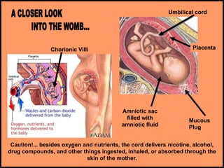 Umbilical cord
Placenta
Amniotic sac
filled with
amniotic fluid
Caution!... besides oxygen and nutrients, the cord delivers nicotine, alcohol,
drug compounds, and other things ingested, inhaled, or absorbed through the
skin of the mother.
Mucous
Plug
Chorionic Villi
 