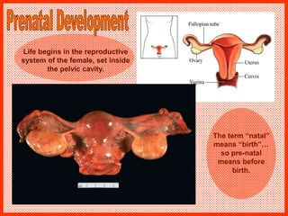 Life begins in the reproductive
system of the female, set inside
the pelvic cavity.
The term “natal”
means “birth”…
so pre-natal
means before
birth.
 