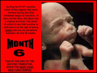 During the 4th-6th months,
most of the organs that were
formed during the first
trimester begin to function. If
born at this time, the fetus has
a chance survival. The point
in which it can first survive is
referred to as the age of being
viable and occurs sometime
between 22 and 26 weeks.
THIS IS THE END OF THE
SECOND TRIMESTER,
WHEN THE MAIN TASK
WAS FUNCTIONING!
 