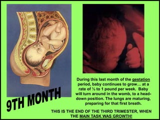 During this last month of the gestation
period, baby continues to grow… at a
rate of ½ to 1 pound per week. Baby
will turn around in the womb, to a head-
down position. The lungs are maturing,
preparing for that first breath.
THIS IS THE END OF THE THIRD TRIMESTER, WHEN
THE MAIN TASK WAS GROWTH!
 