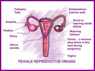 Ampulla
Fimbria
.
Ovum is
ripening inside
follicle
Endometrium
(uterine wall)
Maturing
follicles
Cervix… a mucous
plug forms in this
area during
pregnancy
Vagina
Fallopian
Tube
Ovary
Uterus
(womb)
 