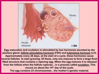 Egg maturation and ovulation is stimulated by two hormones secreted by the
pituitary gland- follicle stimulating hormone (FSH) and luteinizing hormone (LH).
Approximately every 28 days, at the start of a cycle, these hormones cause
several follicles to start growing. Of these, only one matures to form a large fluid-
filled structure that contains a ripening egg. When the egg matures it is released
from the follicle when the follicle ruptures…in a process called ovulation. This
occurs on about the 14th day of the cycle.
The egg contains 23 chromosomes…the mother’s genetic material.
 