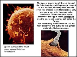 The egg, or ovum, slowly travels through
the fallopian tube, and if sperm are present
at that location, one may unite with the
ovum in a process called fertilization. Only
one sperm can enter the egg’s outer
membrane. The moment the sperm
penetrates the egg is called conception,
creating a new and separate cell called the
Zygote.
The penetrating sperm loses it’s tail, the
head dissolves, and out spills it’s genetic
material…23 chromosomes.
 