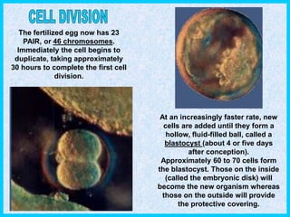 The fertilized egg now has 23
PAIR, or 46 chromosomes.
Immediately the cell begins to
duplicate, taking approximately
30 hours to complete the first cell
division.
At an increasingly faster rate, new
cells are added until they form a
hollow, fluid-filled ball, called a
blastocyst (about 4 or five days
after conception).
Approximately 60 to 70 cells form
the blastocyst. Those on the inside
(called the embryonic disk) will
become the new organism whereas
those on the outside will provide
the protective covering.
 