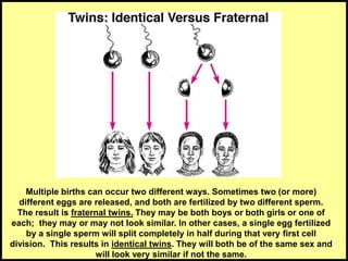 Multiple births can occur two different ways. Sometimes two (or more)
different eggs are released, and both are fertilized by two different sperm.
The result is fraternal twins. They may be both boys or both girls or one of
each; they may or may not look similar. In other cases, a single egg fertilized
by a single sperm will split completely in half during that very first cell
division. This results in identical twins. They will both be of the same sex and
will look very similar if not the same.
 