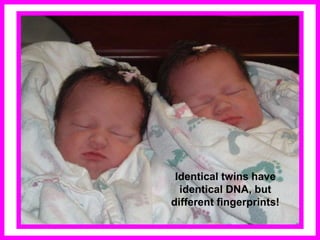Identical twins have
identical DNA, but
different fingerprints!
 