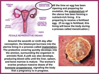Around the seventh or ninth day after
conception, the blastocyst burrows into the
uterine lining in a process called implantation.
The protective covering quickly develops into
the amnion, surrounding the organism in
amniotic fluid. A yolk sac also develops,
producing blood cells until the liver, spleen,
and bone marrow is mature. The woman’s
ovaries produce massive doses of the
hormone progesterone, signaling the body
that a pregnancy is in progress.
All the time an egg has been
ripening and preparing for
ovulation, the endometrium of
the uterus has been forming a
nutrient-rich lining. It is
preparing to receive a fertilized
egg. (If no egg is fertilized, this
lining will leave the body during
a process called menstruation.)
 
