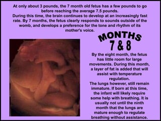 At only about 3 pounds, the 7 month old fetus has a few pounds to go
before reaching the average 7.5 pounds.
During this time, the brain continues to develop at an increasingly fast
rate. By 7 months, the fetus clearly responds to sounds outside of the
womb, and develops a preference for the tone and rhythm of its
mother's voice.
By the eight month, the fetus
has little room for large
movements. During this month,
a layer of fat is added that will
assist with temperature
regulation.
The lungs however, still remain
immature. If born at this time,
the infant will likely require
some help with breathing. It is
usually not until the ninth
month that the lungs are
mature enough to regulate
breathing without assistance.
 