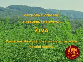 OBCHODNĚ VÝROBNÍ
A STAVEBNÍ DRUŽSTVO
ŽIVA
Zaměření: Pěstování, sklizeň a zpracování
konopí setého
 