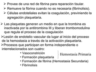 Provee de una red de fibrina para reparación tisular. Remueve la fibrina cuando no es necesaria (fibrinolisis). Células endoteliales evitan la coagulación, previniendo la agregación plaquetaria. Las plaquetas generan un medio en que la trombina es inactivada por la antitrombina III y liberan trombomodulina que regula el proceso de la coagulación  Lesión de endotelio vascular da lugar al inicio del proceso de la hemostasia a través de la activación plaquetaria. Procesos que participan en forma independiente o interrelacionados son cuatro: Vasoconstrición Formación plaquetaria  Formación de fibrina (Hemostasia Secundaria) Fibrinolisis Hemostasia Primaria 