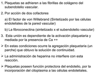 Plaquetas se adhieren a las fibrillas de colágeno del subendotelio vascular. Por acción de dos cofactores a) El factor de von Willebrand (Sintetizado por las células endoteliales de la pared vascular) b) La fibroconectina (sintetizado x el subendotelio vascular) 3.  Esta unión es dependiente de la activación plaquetaria y mediada por la presencia de Ca ++ En estas condiciones ocurre la agregación plaquetaria (un parche) que obtuvo la solución de continuidad. La administración de heparina no interfiere con esta reacción. Plaquetas poseen función protectora del endotelio, por la incorporación del citoplasma a las células endoteliales. 