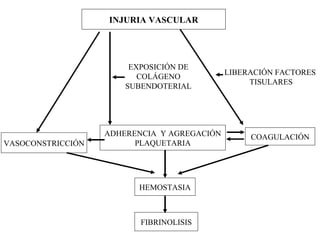 INJURIA VASCULAR VASOCONSTRICCIÓN EXPOSICIÓN DE COLÁGENO SUBENDOTERIAL LIBERACIÓN FACTORES  TISULARES ADHERENCIA  Y AGREGACIÓN PLAQUETARIA COAGULACIÓN HEMOSTASIA FIBRINOLISIS 