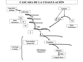 CASCADA DE LA COAGULACIÓN Trombina  Coágulo Duro Superficie dañada Calicreina XII XII a XI XI a IX IX a VIII a X a V a Protrombina (Factor II) Ruta Intrínseca Vía Final Común X Fibrina XIII a Fibrinógeno (Factor I) VII a Trauma VII Ruta  Extrínseca III 