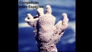 Competição
entre Espécies
 
