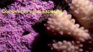 Competição entre Espécies
 