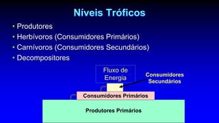 Níveis Tróficos
• Produtores
• Herbívoros (Consumidores Primários)
• Carnívoros (Consumidores Secundários)
• Decompositores
Fluxo de
Energia
Produtores Primários
Consumidores Primários
Consumidores
Secundários
 