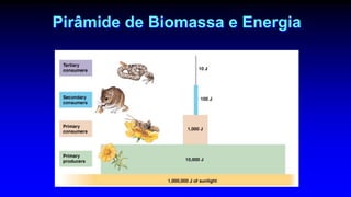 Pirâmide de Biomassa e Energia
 