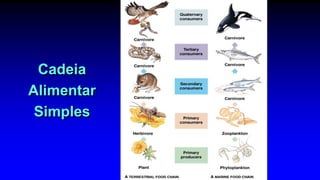 Cadeia
Alimentar
Simples
 