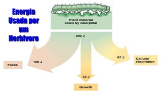 Energia
Usada por
um
Herbivoro
 