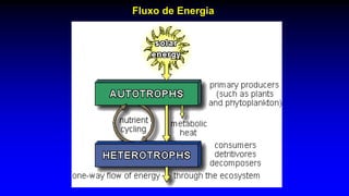 Fluxo de Energia
 