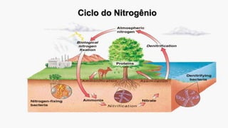 Ciclo do Nitrogênio
 